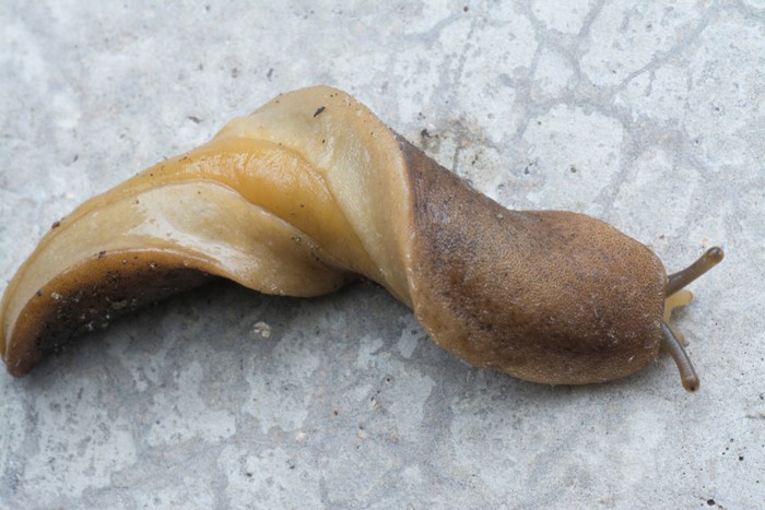 ทากลิ้นหมา ทากลิ้นหมา