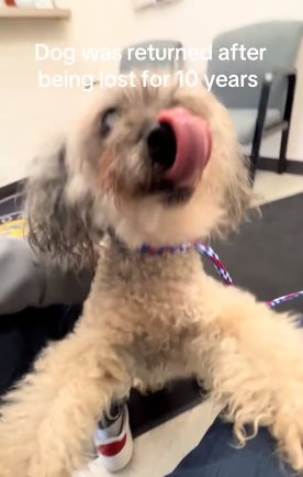 สุนัขหายไป 10 ปี เจ้าของตามหาไม่ท้อ 