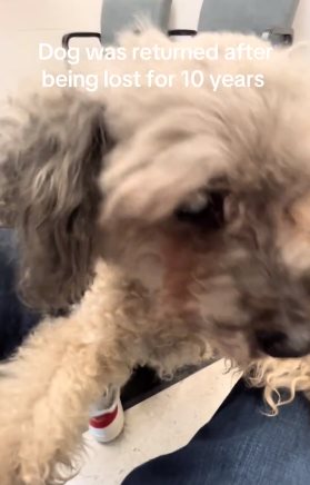 สุนัขหายไป 10 ปี เจ้าของตามหาไม่ท้อ 