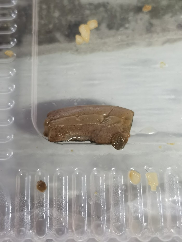 ทากลิ้นหมา