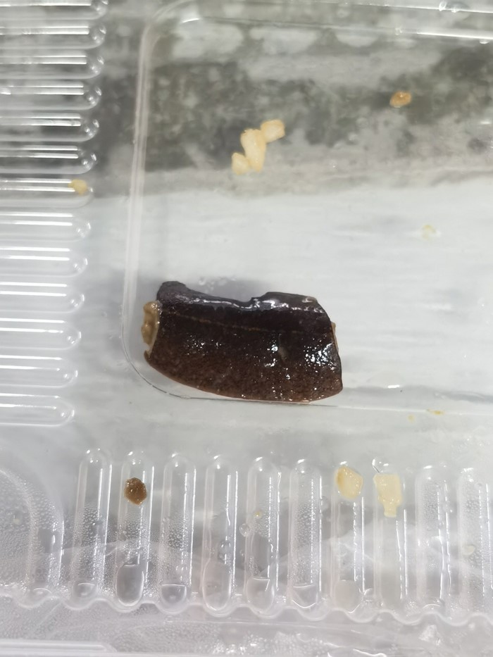 ทากลิ้นหมา