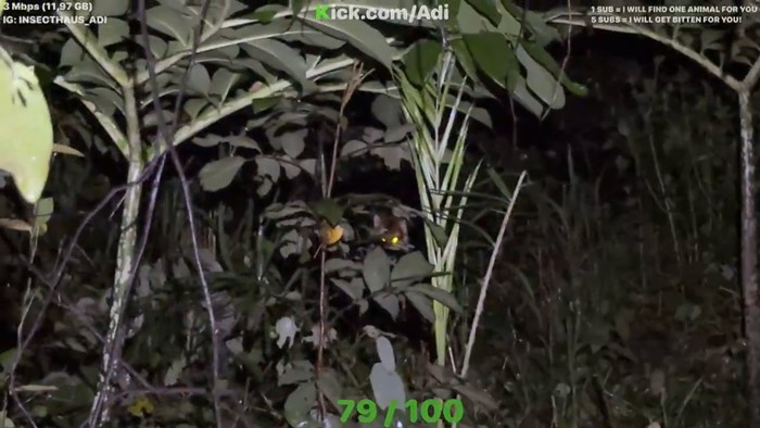 ไลฟ์สตรีมเจอเสือโคร่งตัวจริงในป่าไทย 