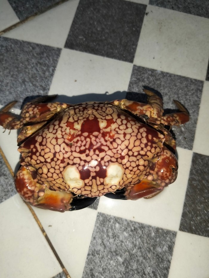 ปูจุดขาวสีสวย คือปูพิษร้ายแรง