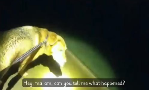 ฮีโร่ 4 ขา พาตำรวจไปช่วยคุณยาย 