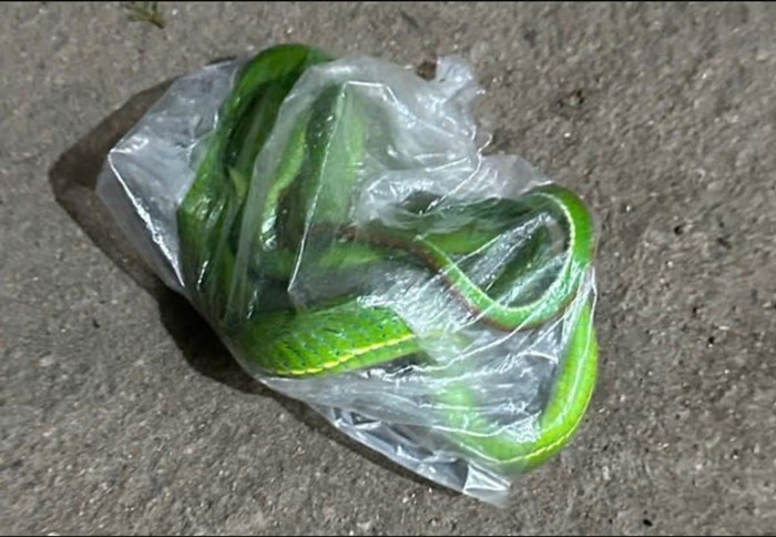 จับงูไปโรงพยาบาล จับงูไปโรงพยาบาล