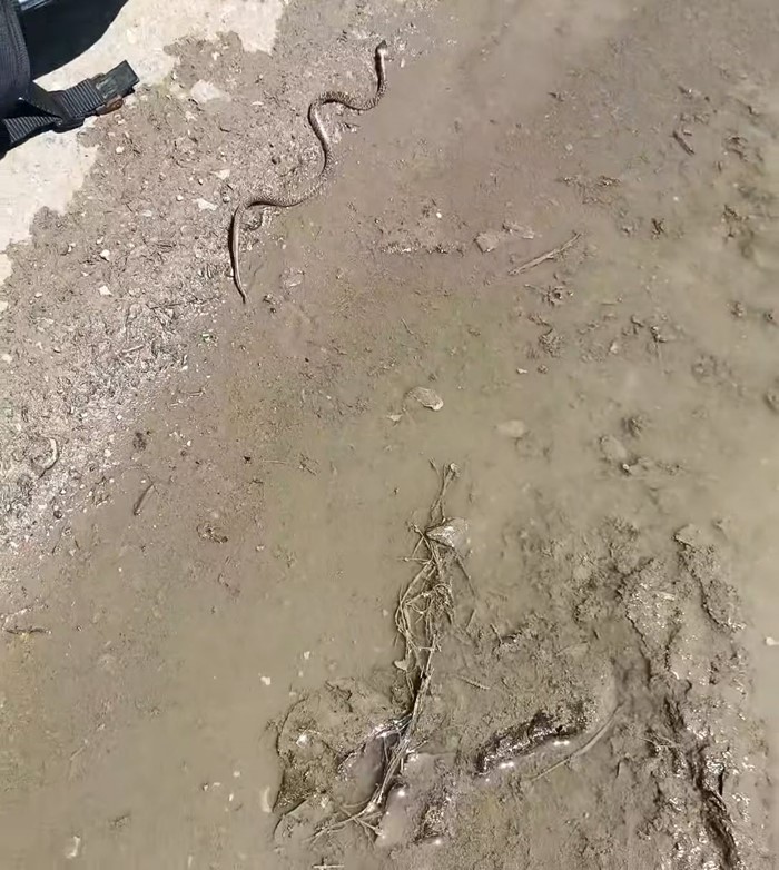 งูในหมวกกันน็อก