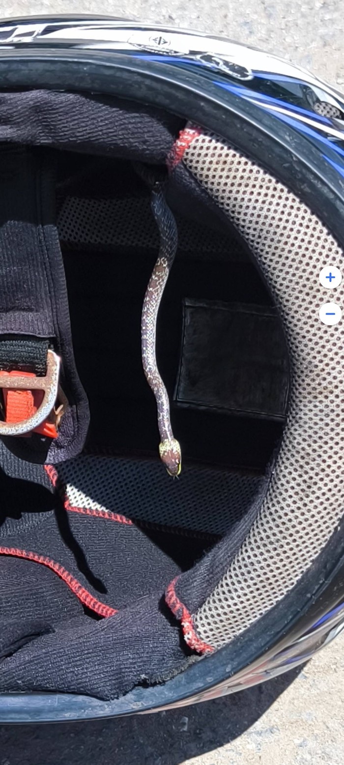 งูในหมวกกันน็อก