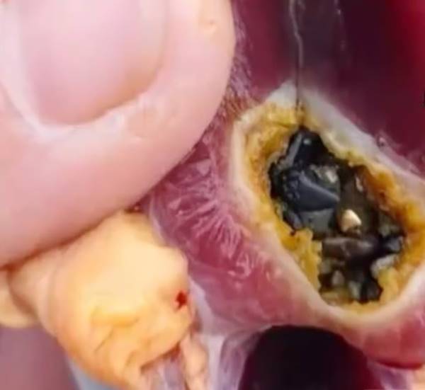  ชายเจอทองในท้องเป็ด กว่าครึ่งแสน