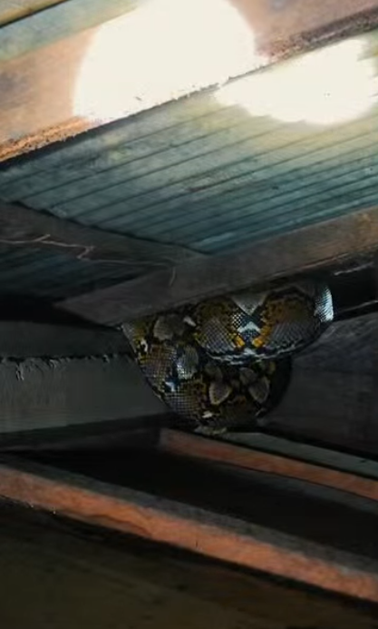 งูเข้าบ้าน