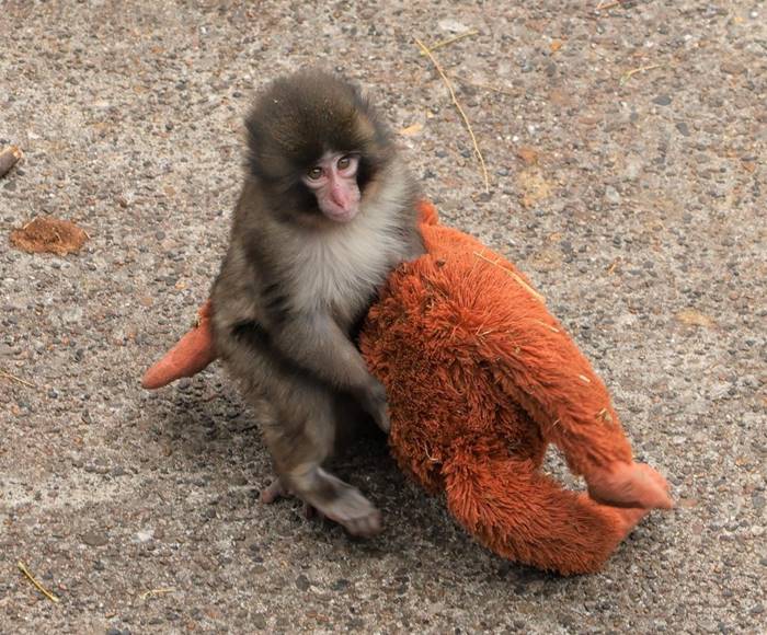 ลูกลิงหิมะสุดโดดเดี่ยว