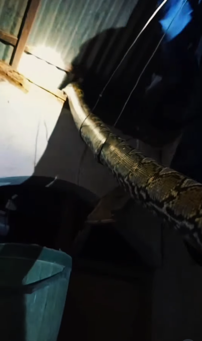 งูเข้าบ้าน