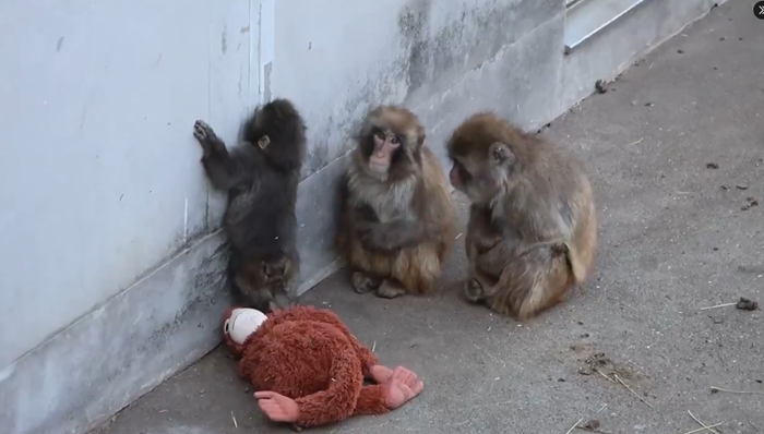 ลูกลิงหิมะสุดโดดเดี่ยว ลูกลิงหิมะสุดโดดเดี่ยว