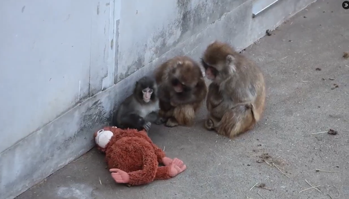 ลูกลิงหิมะสุดโดดเดี่ยว ลูกลิงหิมะสุดโดดเดี่ยว