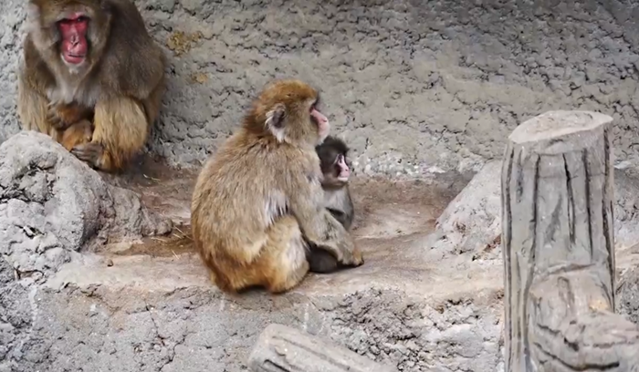ลูกลิงหิมะสุดโดดเดี่ยว ลูกลิงหิมะสุดโดดเดี่ยว