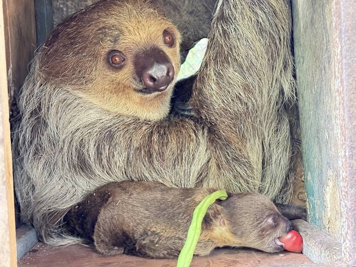  ลูกสลอธ สวนสัตว์เปิดเขาเขียว