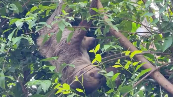  ลูกสลอธ สวนสัตว์เปิดเขาเขียว