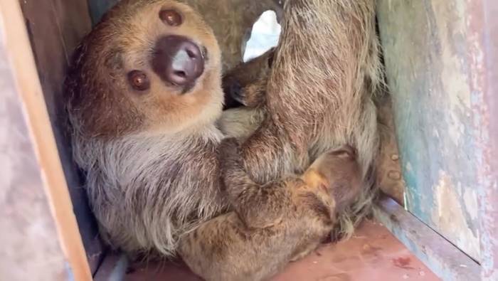  ลูกสลอธ สวนสัตว์เปิดเขาเขียว