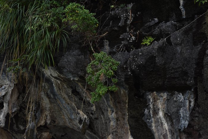 130 ปีที่รอคอย กรมอุทยานฯ พบ หูเสือใบขน พรรณไม้หายากระดับโลกในไทย 130 ปีที่รอคอย กรมอุทยานฯ พบ หูเสือใบขน พรรณไม้หายากระดับโลกในไทย