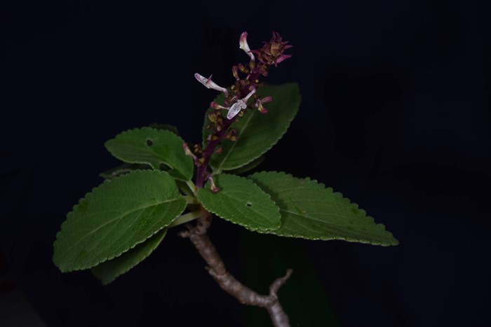 130 ปีที่รอคอย กรมอุทยานฯ พบ หูเสือใบขน พรรณไม้หายากระดับโลกในไทย 130 ปีที่รอคอย กรมอุทยานฯ พบ หูเสือใบขน พรรณไม้หายากระดับโลกในไทย