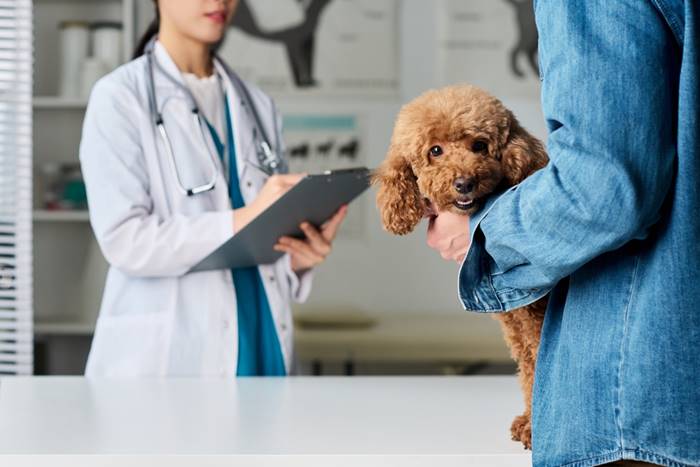 รีวิวโรงพยาบาลสัตว์ 