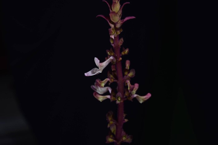 130 ปีที่รอคอย กรมอุทยานฯ พบ หูเสือใบขน พรรณไม้หายากระดับโลกในไทย 130 ปีที่รอคอย กรมอุทยานฯ พบ หูเสือใบขน พรรณไม้หายากระดับโลกในไทย