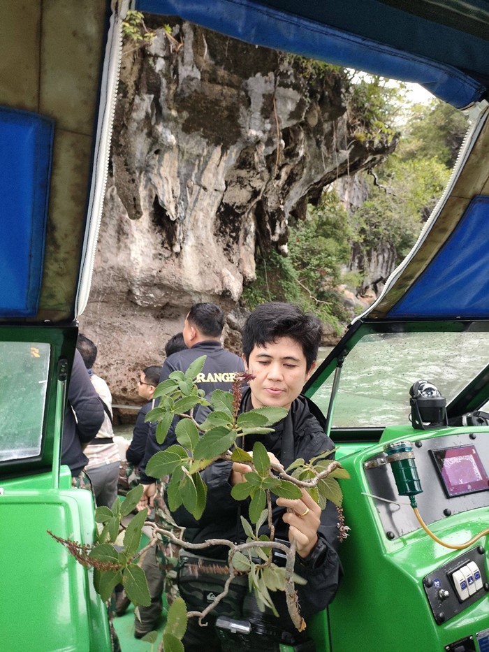 130 ปีที่รอคอย กรมอุทยานฯ พบ หูเสือใบขน พรรณไม้หายากระดับโลกในไทย 130 ปีที่รอคอย กรมอุทยานฯ พบ หูเสือใบขน พรรณไม้หายากระดับโลกในไทย