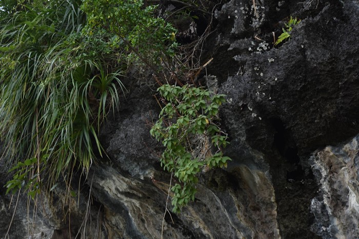 130 ปีที่รอคอย กรมอุทยานฯ พบ หูเสือใบขน พรรณไม้หายากระดับโลกในไทย 130 ปีที่รอคอย กรมอุทยานฯ พบ หูเสือใบขน พรรณไม้หายากระดับโลกในไทย