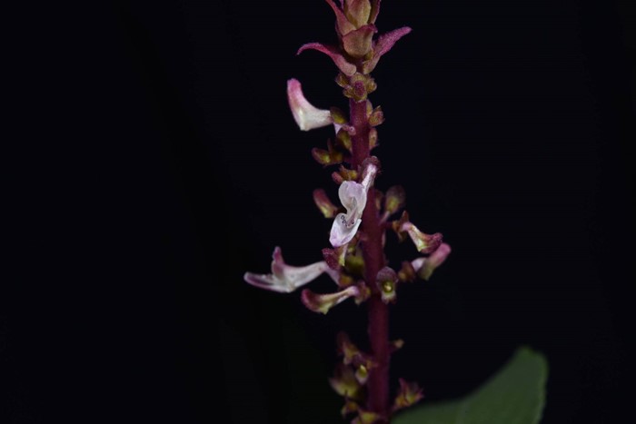 130 ปีที่รอคอย กรมอุทยานฯ พบ หูเสือใบขน พรรณไม้หายากระดับโลกในไทย 130 ปีที่รอคอย กรมอุทยานฯ พบ หูเสือใบขน พรรณไม้หายากระดับโลกในไทย