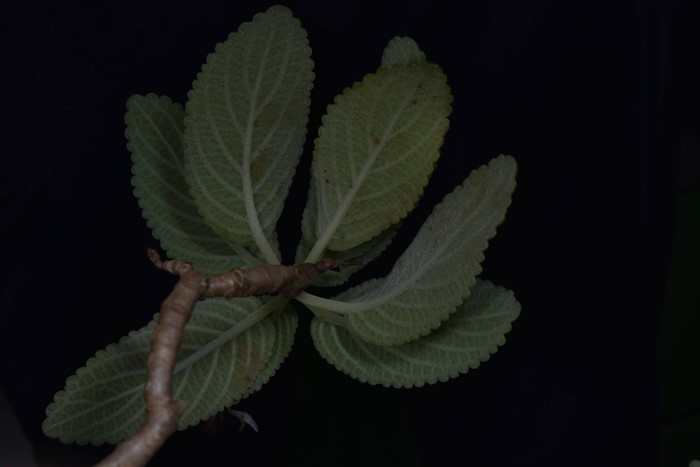 130 ปีที่รอคอย กรมอุทยานฯ พบ หูเสือใบขน พรรณไม้หายากระดับโลกในไทย 130 ปีที่รอคอย กรมอุทยานฯ พบ หูเสือใบขน พรรณไม้หายากระดับโลกในไทย