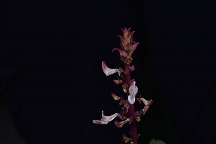 130 ปีที่รอคอย กรมอุทยานฯ พบ หูเสือใบขน พรรณไม้หายากระดับโลกในไทย 130 ปีที่รอคอย กรมอุทยานฯ พบ หูเสือใบขน พรรณไม้หายากระดับโลกในไทย