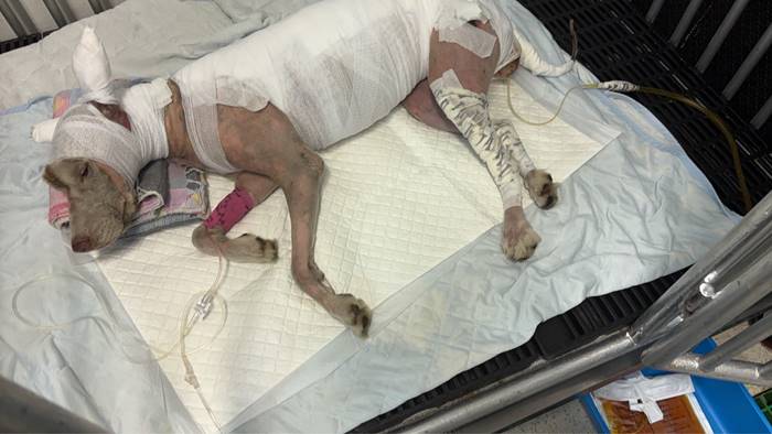 มอลลี่ กลับดาวหมาแล้ว  