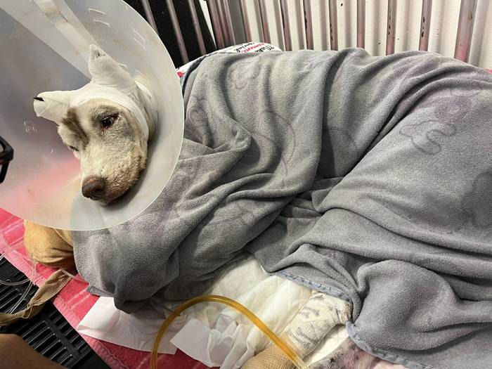 มอลลี่ กลับดาวหมาแล้ว  