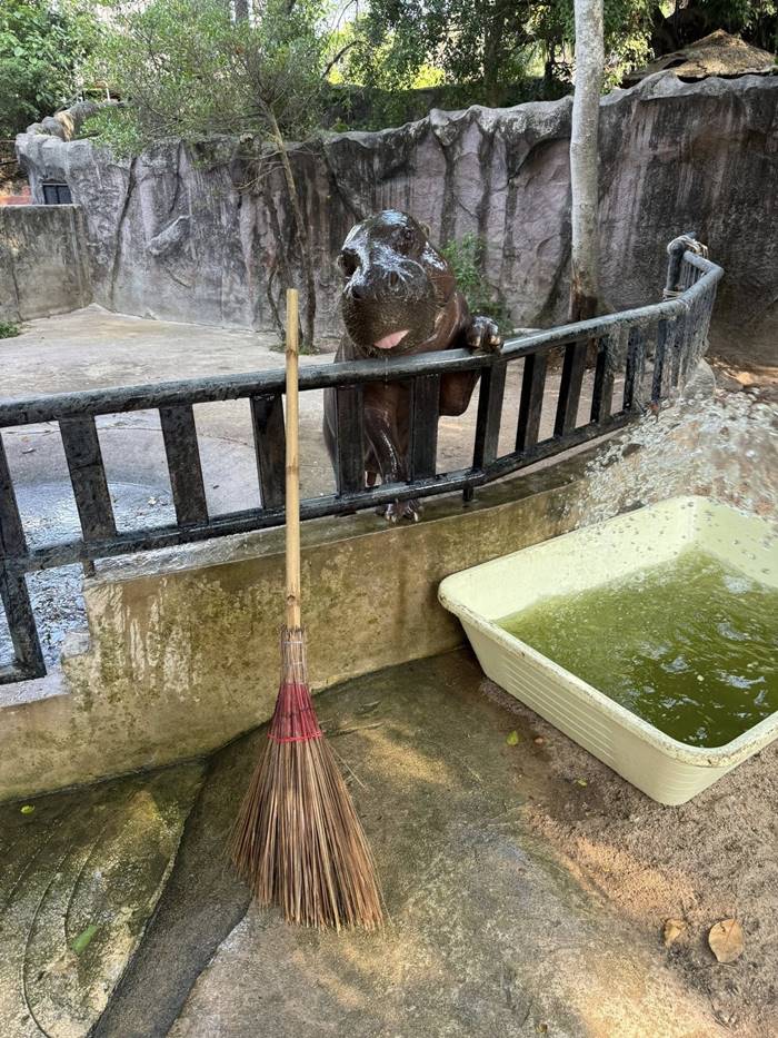 คนกระโดดลงบ่อหมูเด้ง