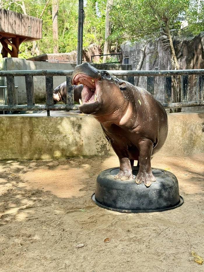 คนกระโดดลงบ่อหมูเด้ง