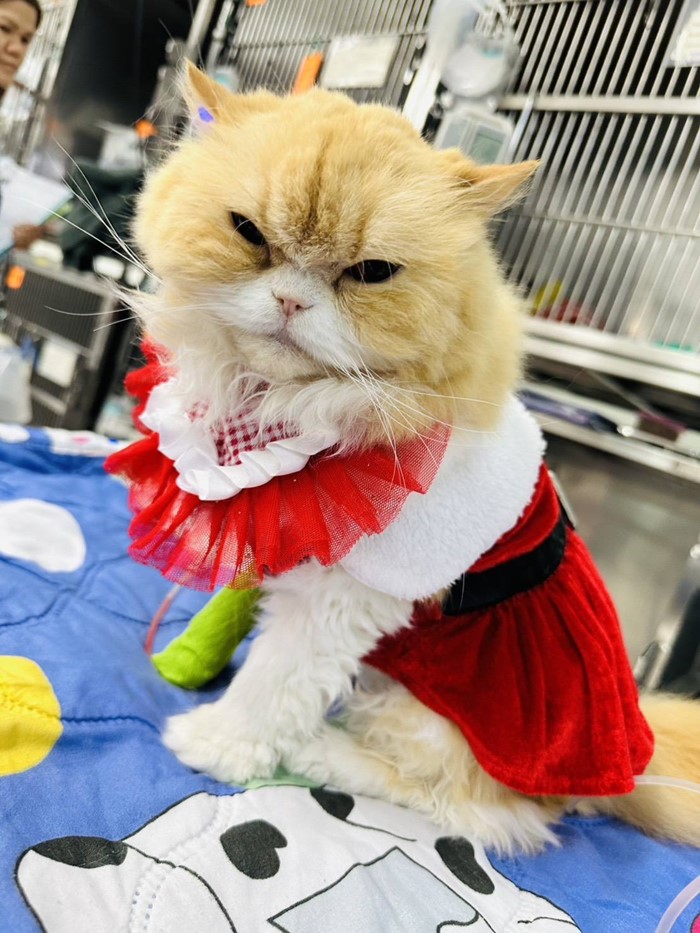 น้องเลย์ลินจากไปแล้ว