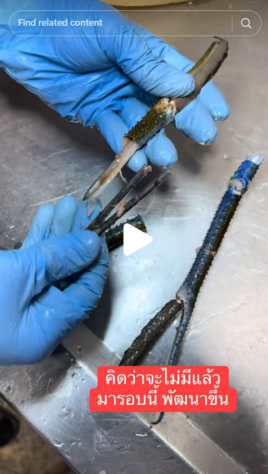 เตือนภัยผู้บริโภค พบกลโกงใหม่เสียบตะปูในก้ามกุ้ง