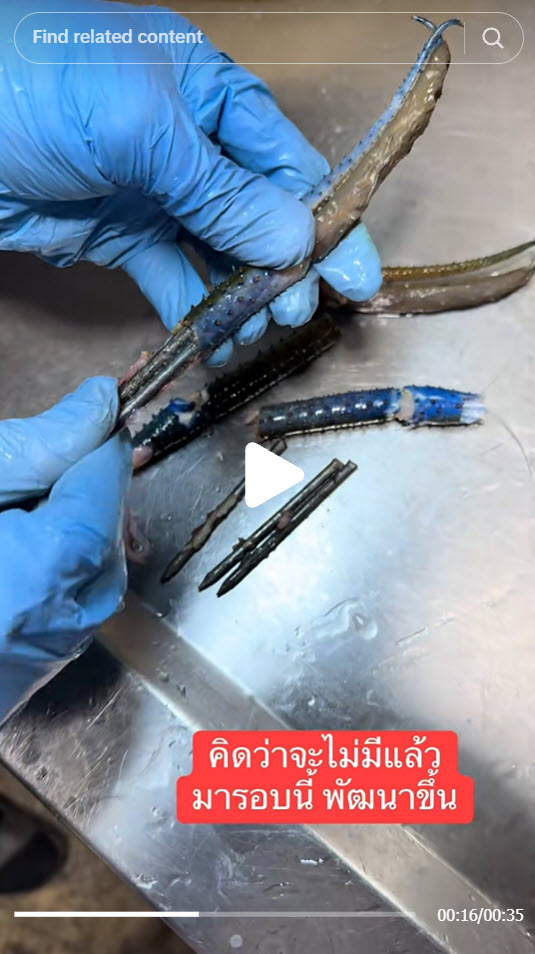 เตือนภัยผู้บริโภค พบกลโกงใหม่เสียบตะปูในก้ามกุ้ง