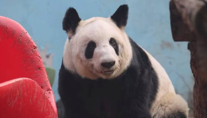 ภาพล่าสุด หยาหยา แพนด้ายักษ์ผอมโซ