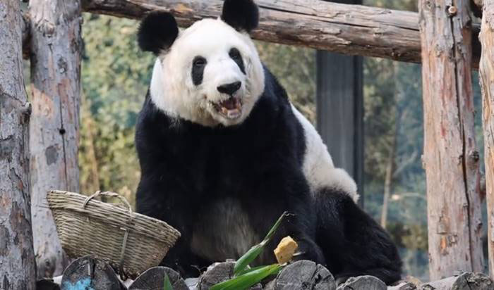 ภาพล่าสุด หยาหยา แพนด้ายักษ์ผอมโซ