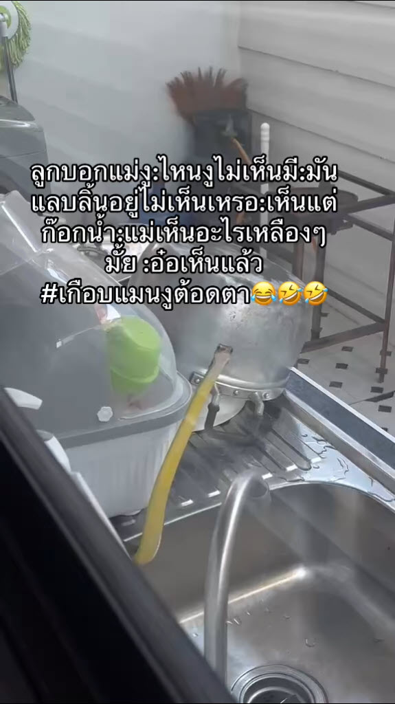 งูในครัว 