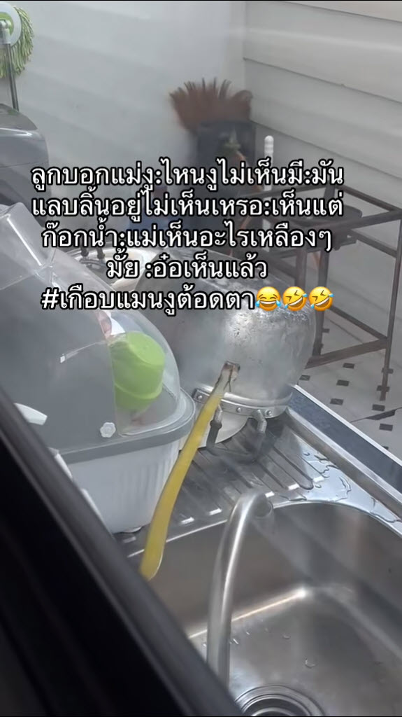 งูในครัว