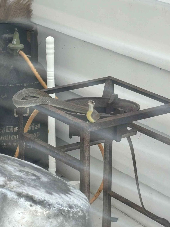 งูในครัว