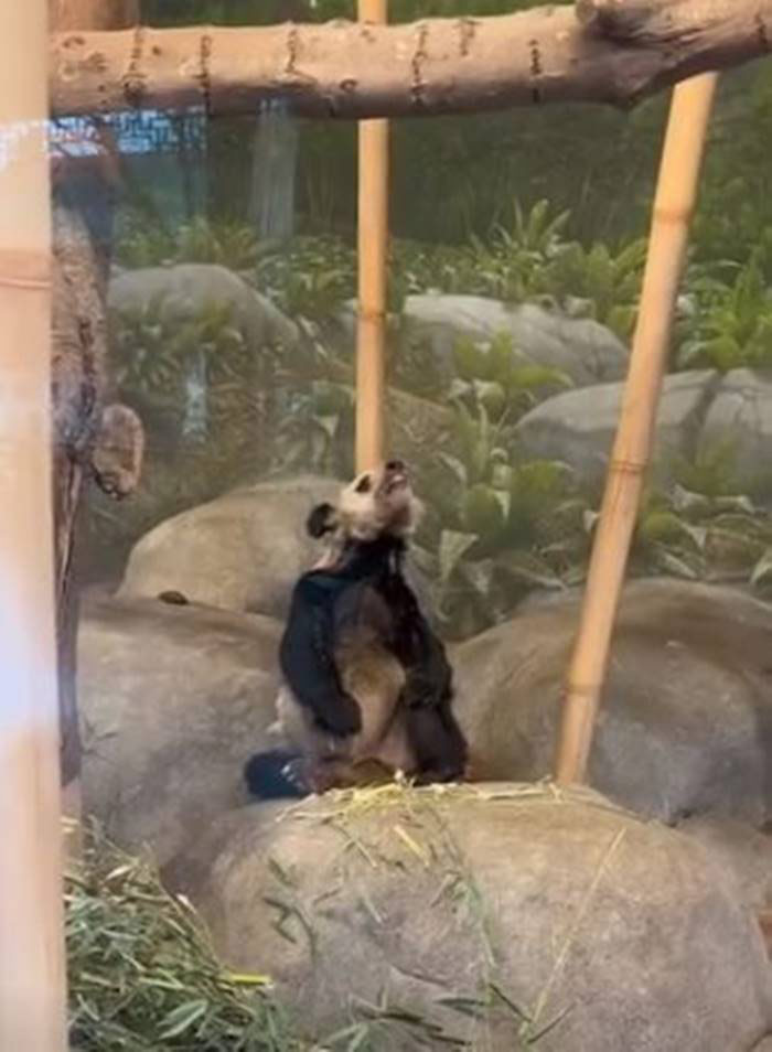 ภาพล่าสุด หยาหยา แพนด้ายักษ์ผอมโซ