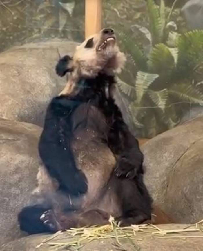 ภาพล่าสุด หยาหยา แพนด้ายักษ์ผอมโซ