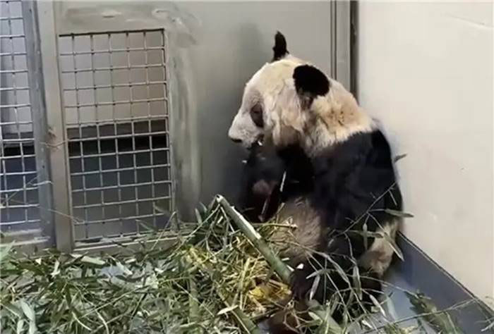 ภาพล่าสุด หยาหยา แพนด้ายักษ์ผอมโซ