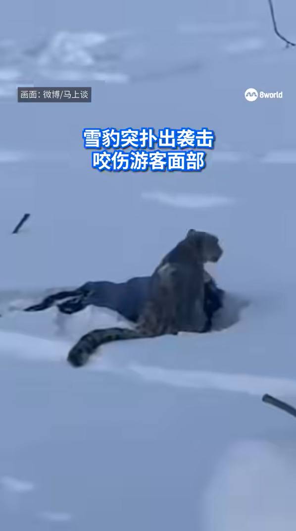 สาวเห็นเสือดาวหิมะโผล่