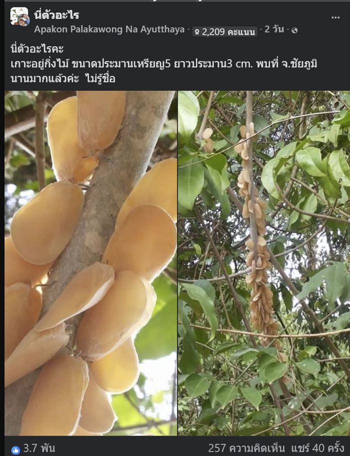 ตัวอะไรอยู่บนกิ่งไม้ ชาวเน็ตเห็นทีแรกนึกว่าผลไม้ ก่อนเฉลย ตัวอะไรอยู่บนกิ่งไม้ ชาวเน็ตเห็นทีแรกนึกว่าผลไม้ ก่อนเฉลย