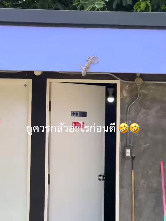 สาวไปตั้งแคมป์ เดินไปห้องน้ำ เจอตุ๊กแกยักษ์บนประตู ส่วนข้างล่างมีงูเลื้อยอยู่