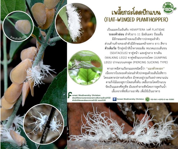 ตัวอะไรอยู่บนกิ่งไม้ ชาวเน็ตเห็นทีแรกนึกว่าผลไม้ ก่อนเฉลย ตัวอะไรอยู่บนกิ่งไม้ ชาวเน็ตเห็นทีแรกนึกว่าผลไม้ ก่อนเฉลย