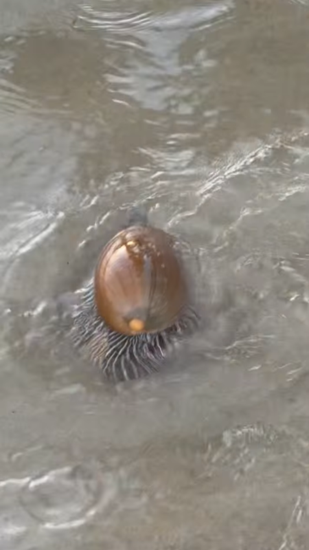 หอยเมโล เมโล